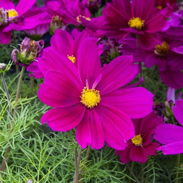 Producto - SEMILLAS DE COSMOS VIOLETA