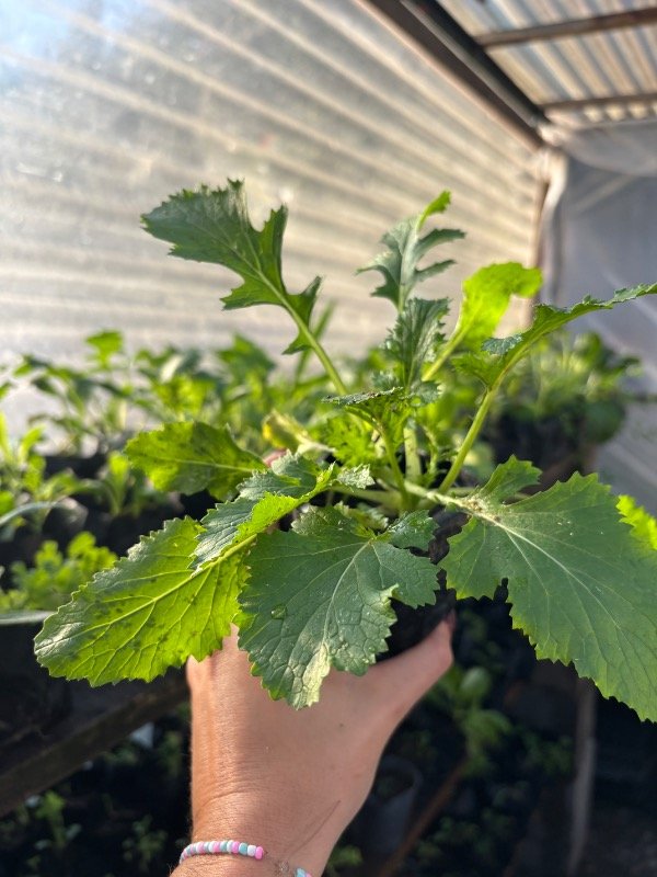 Producto - Plantines de mizuna verde