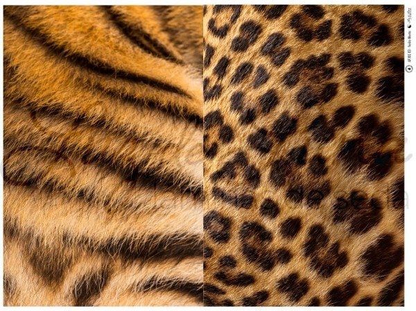 Producto - Lámina de seda Animal print Sa w03 xxl lavable Luz de Luna