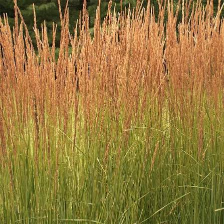 Producto - Calamagrostis acutiflora "Karl Foester" 1,5 L