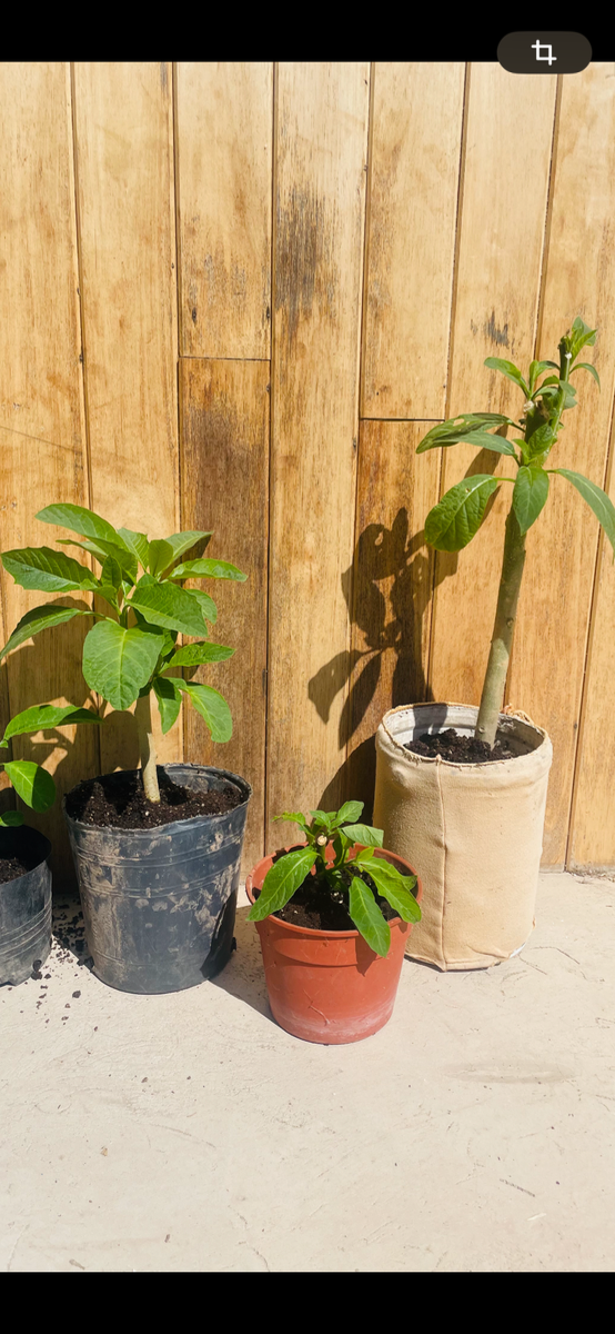 Producto - Floripondio