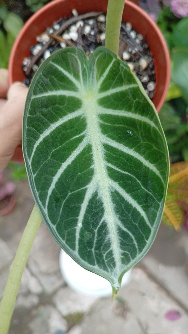 Producto - Alocasia ninja Velvet
