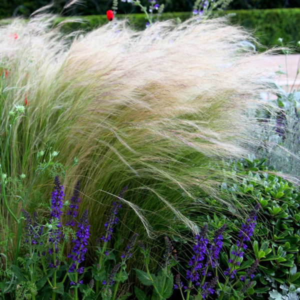 Producto - Stipa/Nassella tenuissima