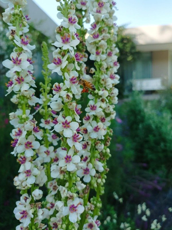 Producto - VERBASCUM CHAIXII ALBUM