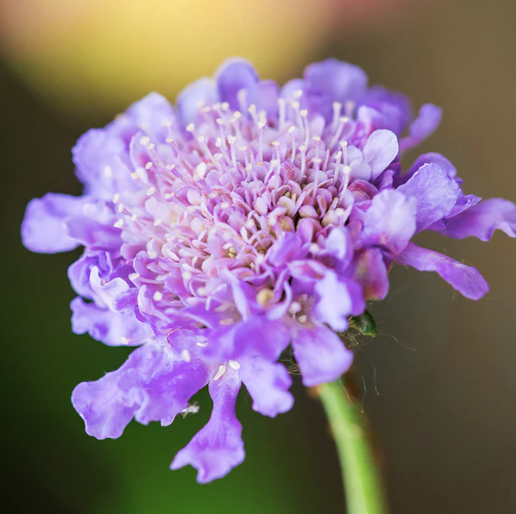 Producto - Scabiosa atropurpurea "Lila"