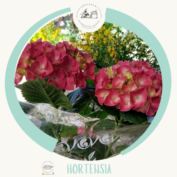 Producto - Hortensia de Madre Tierra