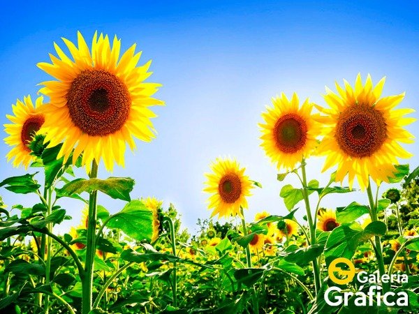 Producto - Flores FS 44