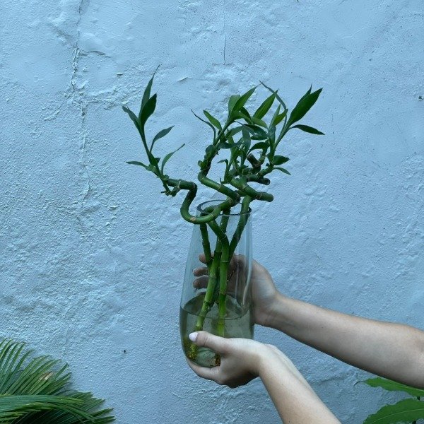 Producto - Lucky Bamboo