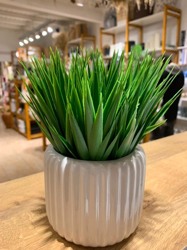 Producto - PLANTITA - 2