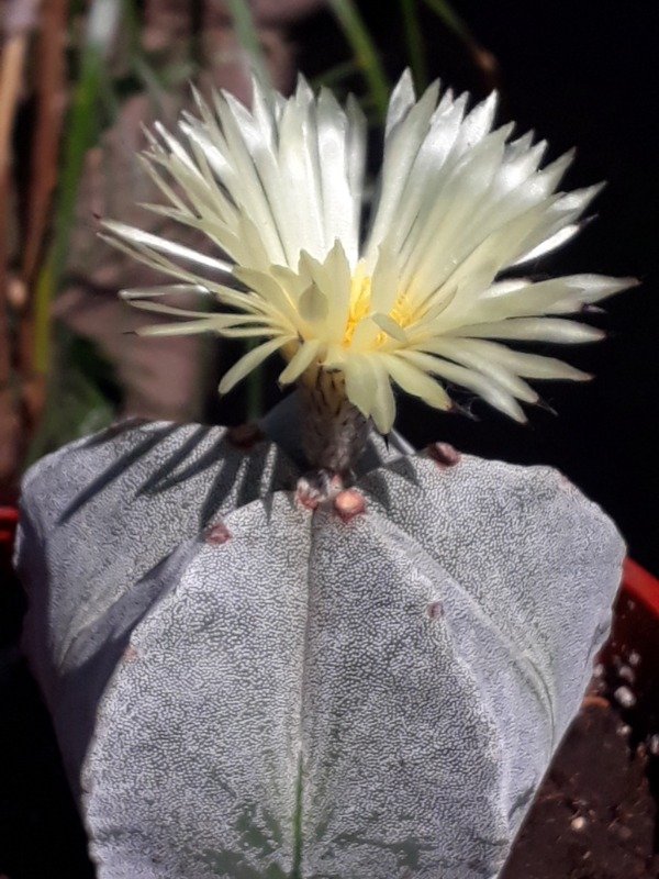 Producto - Astrophytum - 1