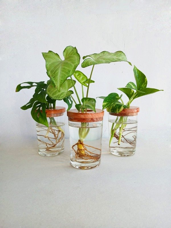 Producto - Hidrario ALCORTA
