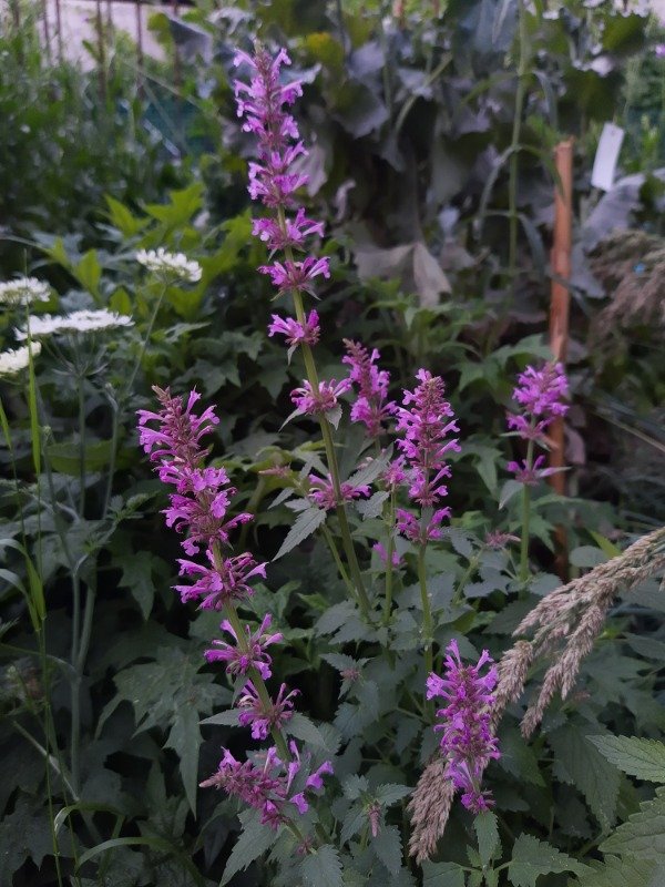 Producto - Agastache Pallidiflora "rose mint"