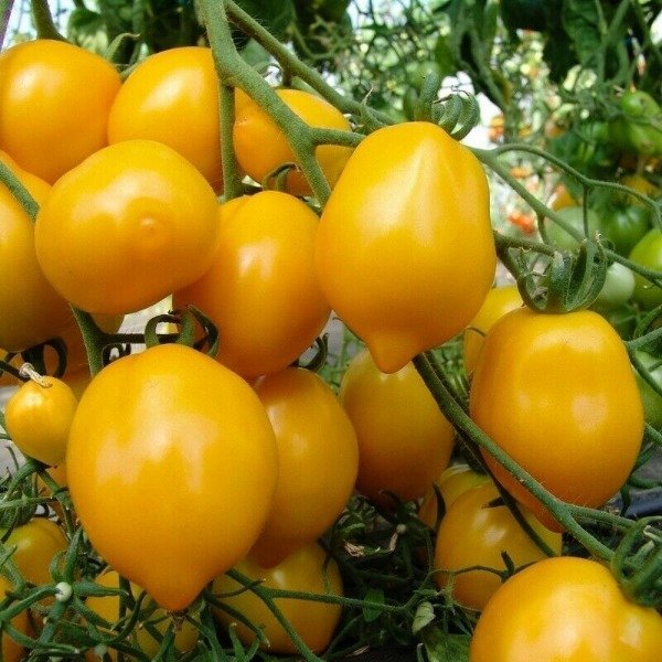 Producto - 150 SEMILLAS DE TOMATE LEMON TREE LIMONERO MULTIFLORA
