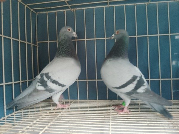 Producto - PALOMAR EL GUARNA CASAL 2