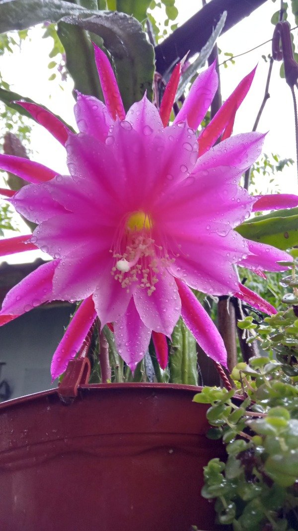 Producto - Cactus Orquídea (Epiphyllum) - 6