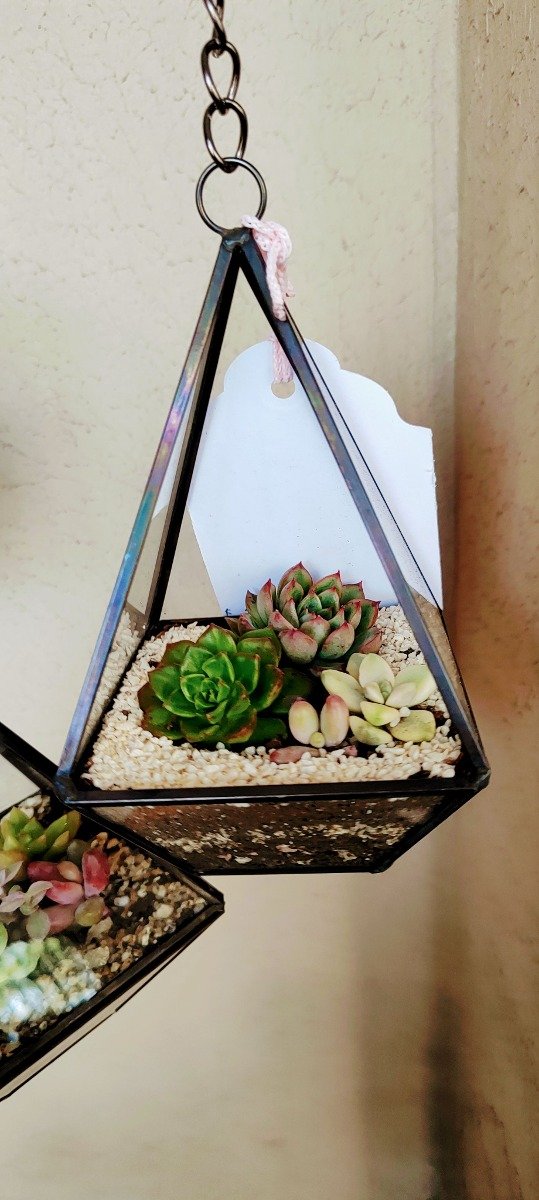 Producto - Terrario Trial