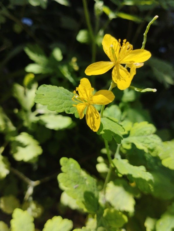 Producto - Chelidonium majus