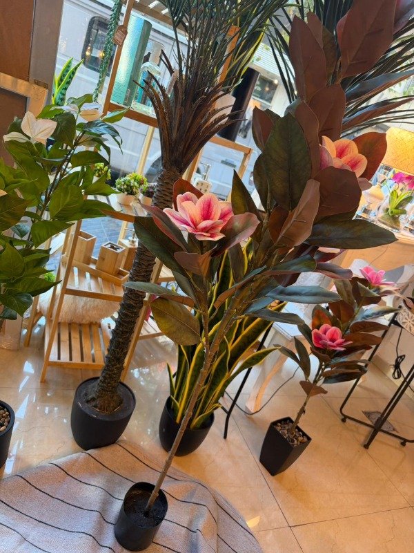 Producto - Planta Magnolia  1,35 mts -blanco con rosa (Efectivo: 86.320)