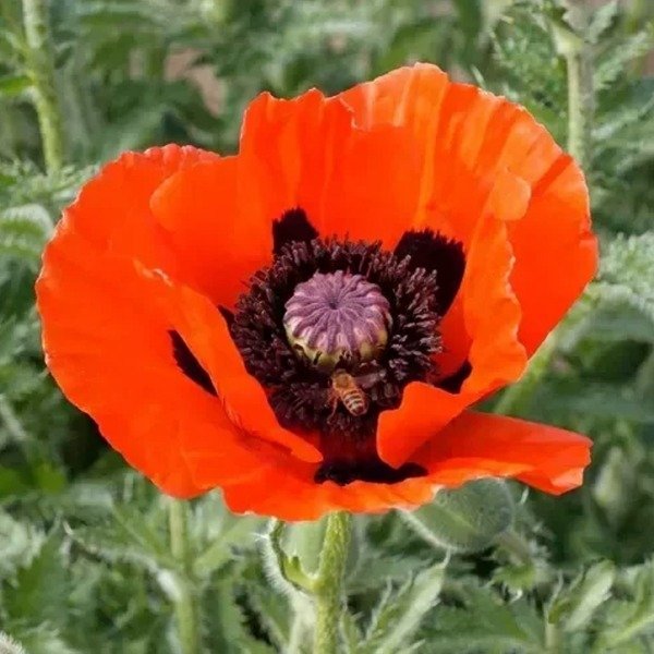 Producto - Semillas De Amapola Rojo Escarlata
