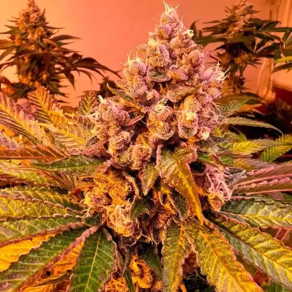 Producto - Sweed Lab - Tropicana WFC x4 - 2