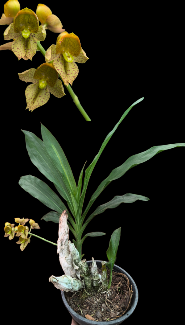 Producto - Catasetum Hibrido2