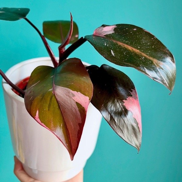 Producto - Philodendron Pink Princess Filodendro