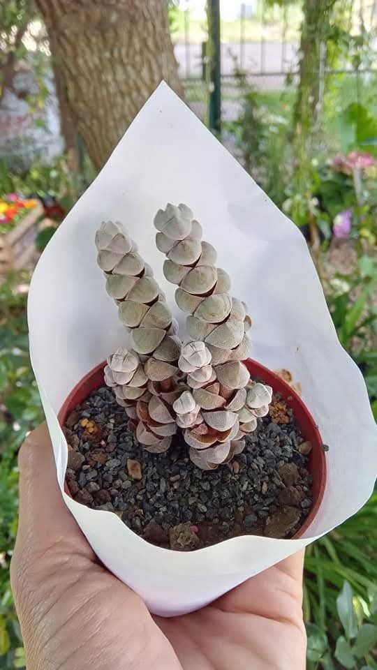 Producto - Crassula plegmatoides - 1