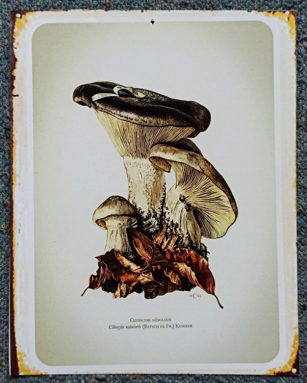 Producto - CLITOCYBE