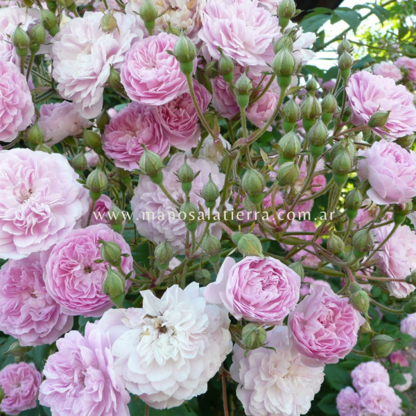 Producto - Rosal Clg. Laure Davoust - 2