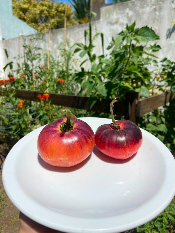 Producto - Semillas agroecologicas de tomate amatista