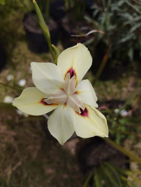 Producto - Dietes bicolor