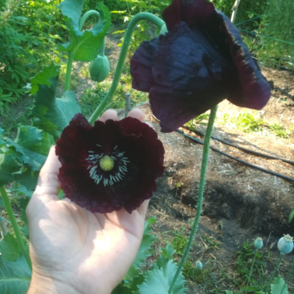 Producto - AMAPOLA NEGRA