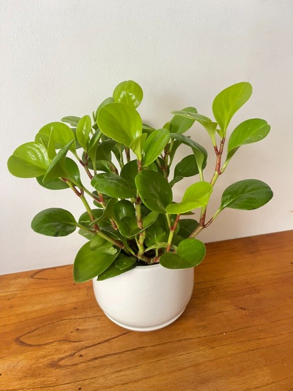 Producto - Peperomia Limón Mediana