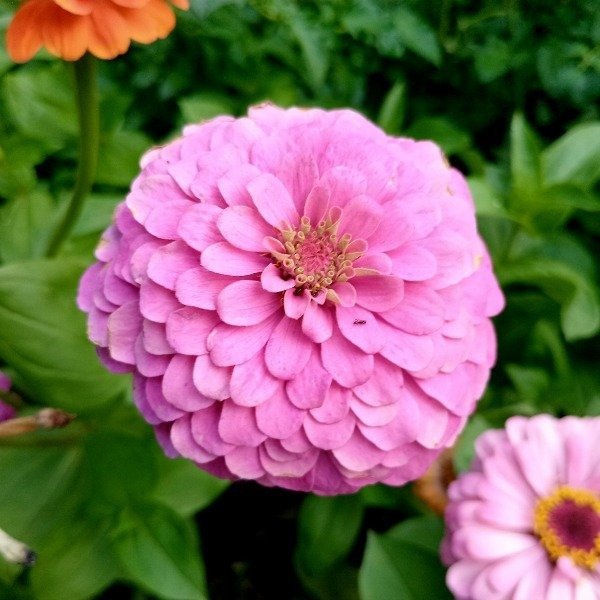 Producto - Zinnias mix - 2
