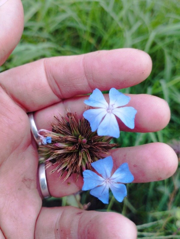 Producto - Ceratostigma