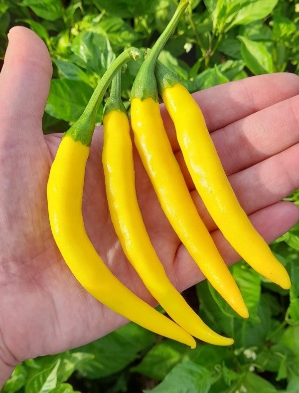 Producto - 15 Semillas De Pimiento Ají Golden Cayenne