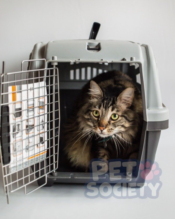 Producto - TRANSPORTADORA CANCAT