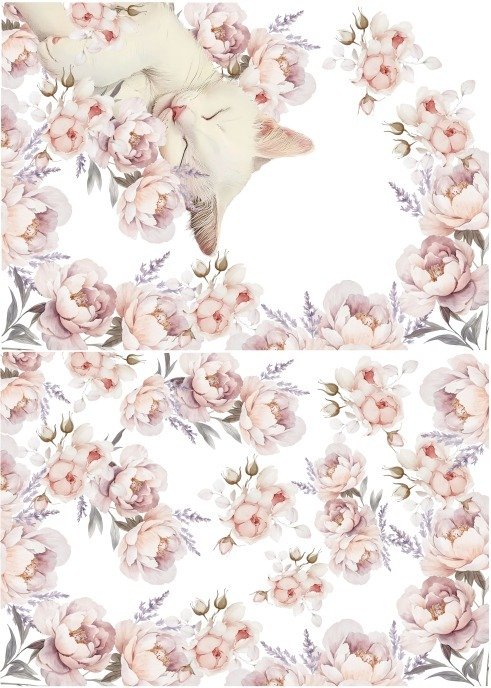 Producto - CATCUTE 3C