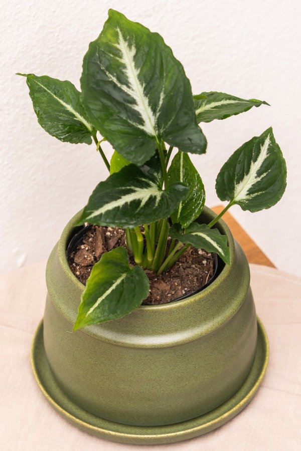 Producto - Syngonium Wendlandii