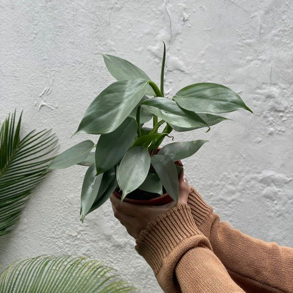 Producto - Philodendron Silver m13