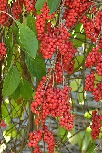 Producto - Semillas De Schisandra Chinensis Trepadora De 5 Sabores - 2