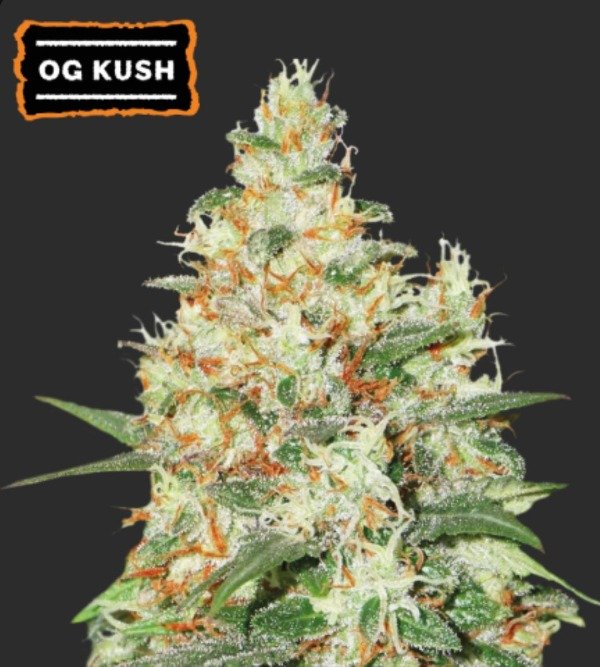 Producto - O.G KUSH AUTOFLORECIENTE