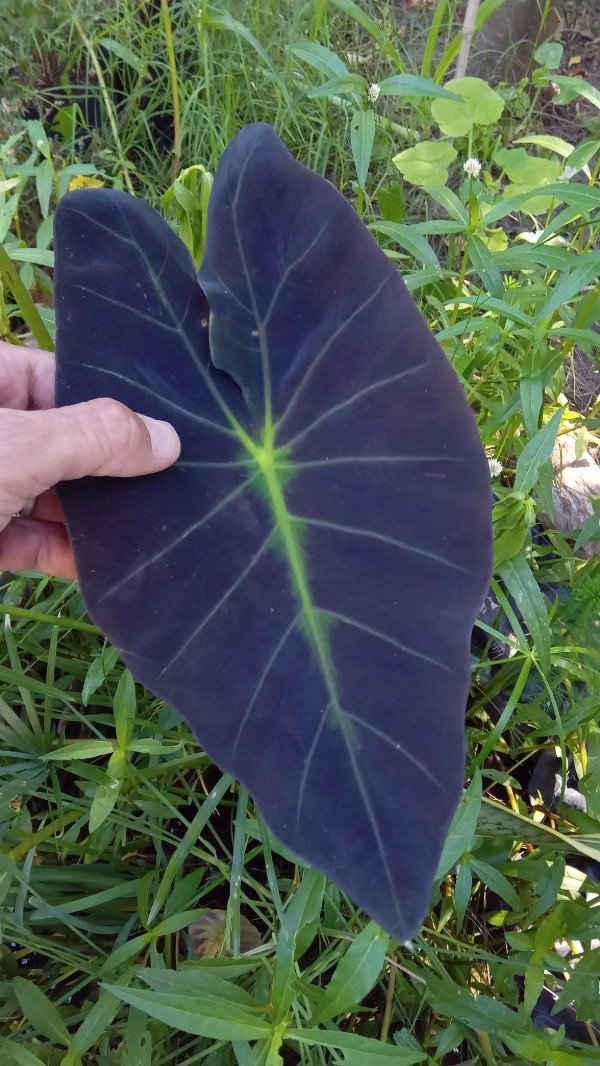 Producto - Colocasia Black Beauty - 0