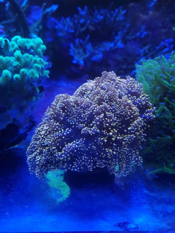 Producto - Euphylia Parancora Yaeyamaensis Orange (pieza)