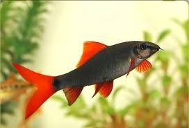 Producto - Labeo erythrurus