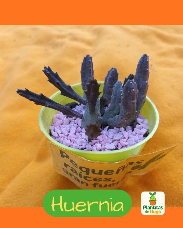 Producto - Huernia (Stapeliinae)