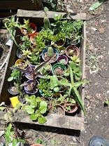 Producto - x5 cactus y suculentas