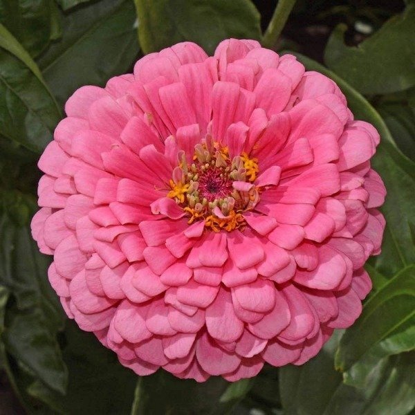 Producto - Semillas De Zinnia Rosa Zinnia Elegans