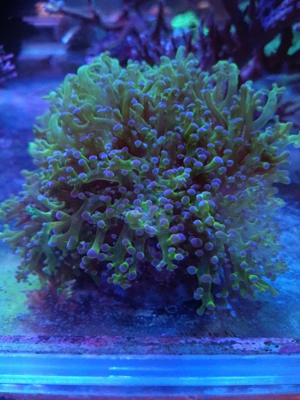 Producto - Euphyllia Paradivisa (pieza completa)