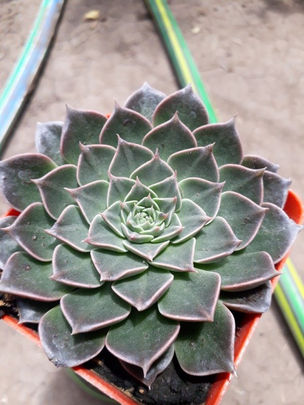 Producto - Graptopetalum bellum - 1